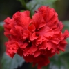 Tikroji kinrožė - Hibiscus rosa-sinensis 'Double Red' | Fotografijos autorius : Nomeda Vėlavičienė | © Macrogamta.lt | Šis tinklapis priklauso bendruomenei kuri domisi makro fotografija ir fotografuoja gyvąjį makro pasaulį.