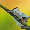 Chocolate-tip - Clostera curtula | Fotografijos autorius : Aivaras Markauskas | © Macronature.eu | Macro photography web site