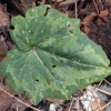 Ciklamenas - Cyclamen rhodium | Fotografijos autorius : Gintautas Steiblys | © Macrogamta.lt | Šis tinklapis priklauso bendruomenei kuri domisi makro fotografija ir fotografuoja gyvąjį makro pasaulį.