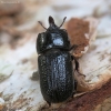 Cilindriškasis elniavabalis - Sinodendron cylindricum ♂ | Fotografijos autorius : Vidas Brazauskas | © Macrogamta.lt | Šis tinklapis priklauso bendruomenei kuri domisi makro fotografija ir fotografuoja gyvąjį makro pasaulį.