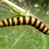 Cinnabar moth - Tyria jacobaeae, caterpillar | Fotografijos autorius : Vitalijus Bačianskas | © Macronature.eu | Macro photography web site