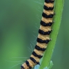 Cinnabar moth - Tyria jacobaeae, caterpillar | Fotografijos autorius : Gintautas Steiblys | © Macrogamta.lt | Šis tinklapis priklauso bendruomenei kuri domisi makro fotografija ir fotografuoja gyvąjį makro pasaulį.
