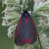 Cinnabar moth - Tyria jacobaeae | Fotografijos autorius : Žilvinas Pūtys | © Macronature.eu | Macro photography web site