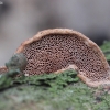 Cinnamon bracket - Hapalopilus rutilans | Fotografijos autorius : Vytautas Gluoksnis | © Macronature.eu | Macro photography web site