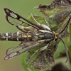 Clearwing moth - Pyropteron triannuliformis | Fotografijos autorius : Gintautas Steiblys | © Macronature.eu | Macro photography web site