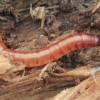 Click beetle - Ampedus sp., larva | Fotografijos autorius : Gintautas Steiblys | © Macronature.eu | Macro photography web site