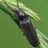 Click Beetle - Hemicrepidius niger | Fotografijos autorius : Vidas Brazauskas | © Macronature.eu | Macro photography web site