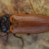 Click beetle - Ampedus nigroflavus | Fotografijos autorius : Žilvinas Pūtys | © Macronature.eu | Macro photography web site
