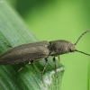 Click beetle - Cidnopus aeruginosus | Fotografijos autorius : Vidas Brazauskas | © Macronature.eu | Macro photography web site