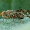 Clouded Wormwood Fly - Oxyna parietina ♂ | Fotografijos autorius : Žilvinas Pūtys | © Macronature.eu | Macro photography web site