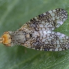 Clouded wormwood fly - Oxyna parietina ♂ | Fotografijos autorius : Žilvinas Pūtys | © Macronature.eu | Macro photography web site