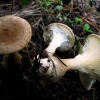 Club Foot - Ampulloclitocybe clavipes | Fotografijos autorius : Aleksandras Stabrauskas | © Macronature.eu | Macro photography web site