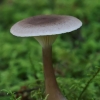 Club Foot - Ampulloclitocybe clavipes | Fotografijos autorius : Gintautas Steiblys | © Macronature.eu | Macro photography web site