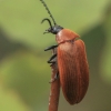 Comb-clawed Darkling Beetle - Pseudocistela ceramboides | Fotografijos autorius : Gintautas Steiblys | © Macronature.eu | Macro photography web site