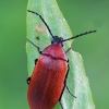 Comb-clawed Darkling Beetle - Pseudocistela ceramboides | Fotografijos autorius : Gintautas Steiblys | © Macronature.eu | Macro photography web site