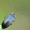 Comb-clawed beetle - Isomira murina | Fotografijos autorius : Gintautas Steiblys | © Macronature.eu | Macro photography web site