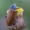 Comb-clawed beetle - Omophlus sp. | Fotografijos autorius : Žilvinas Pūtys | © Macronature.eu | Macro photography web site
