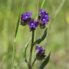 Common Alkanet - Anchusa officinalis | Fotografijos autorius : Vidas Brazauskas | © Macronature.eu | Macro photography web site