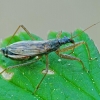 Common Damsel Bug - Nabis rugosus | Fotografijos autorius : Gintautas Steiblys | © Macronature.eu | Macro photography web site