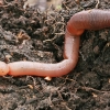 Common Earthworm - Lumbricus terrestris ? | Fotografijos autorius : Gintautas Steiblys | © Macronature.eu | Macro photography web site