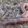 Common Earthworm - Lumbricus terrestris, juv. | Fotografijos autorius : Gintautas Steiblys | © Macronature.eu | Macro photography web site