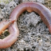 Common Earthworm - Lumbricus terrestris, juv. | Fotografijos autorius : Gintautas Steiblys | © Macronature.eu | Macro photography web site