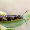 Paprastoji auslinda - Forficula auricularia | Fotografijos autorius : Oskaras Venckus | © Macrogamta.lt | Šis tinklapis priklauso bendruomenei kuri domisi makro fotografija ir fotografuoja gyvąjį makro pasaulį.
