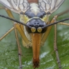 Common Scorpionfly - Panorpa communis ♂ | Fotografijos autorius : Žilvinas Pūtys | © Macronature.eu | Macro photography web site