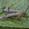 Common Scorpionfly - Panorpa communis ♂ | Fotografijos autorius : Žilvinas Pūtys | © Macronature.eu | Macro photography web site