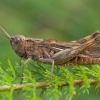 Common Field Grasshopper - Chorthippus brunneus ♀ | Fotografijos autorius : Žilvinas Pūtys | © Macronature.eu | Macro photography web site