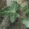 Common Ivy - Hedera helix | Fotografijos autorius : Gintautas Steiblys | © Macronature.eu | Macro photography web site