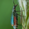 Common Malachite-beetle - Malachius bipustulatus ♀ | Fotografijos autorius : Žilvinas Pūtys | © Macronature.eu | Macro photography web site