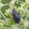 Common Nettle Flower Bug - Plagiognathus arbustorum | Fotografijos autorius : Darius Baužys | © Macronature.eu | Macro photography web site