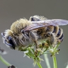 Common Pantaloon Bee - Dasypoda cf. hirtipes | Fotografijos autorius : Darius Baužys | © Macronature.eu | Macro photography web site
