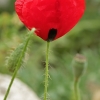 Common Poppy - Papaver rhoeas | Fotografijos autorius : Gintautas Steiblys | © Macronature.eu | Macro photography web site