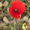 Common Poppy - Papaver rhoeas | Fotografijos autorius : Gintautas Steiblys | © Macronature.eu | Macro photography web site