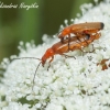 Common Red Soldier Beetle (Rhagonycha fulva) | Fotografijos autorius : Aleksandras Naryškin | © Macronature.eu | Macro photography web site