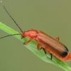 Skėtinis minkštavabalis - Rhagonycha fulva | Fotografijos autorius : Vidas Brazauskas | © Macronature.eu | Macro photography web site