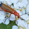 Skėtinis minkštavabalis - Rhagonycha fulva | Fotografijos autorius : Gintautas Steiblys | © Macronature.eu | Macro photography web site