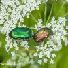 Common Rose Chafer (Cetonia aurata) | Fotografijos autorius : Aleksandras Naryškin | © Macronature.eu | Macro photography web site