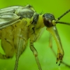 Paprastoji skorpionmusė - Panorpa communis ♀ | Fotografijos autorius : Žilvinas Pūtys | © Macronature.eu | Macro photography web site