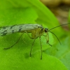 Common Scorpionfly - Panorpa communis ♀ | Fotografijos autorius : Žilvinas Pūtys | © Macronature.eu | Macro photography web site