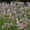 Common Soapwort - Saponaria officinalis | Fotografijos autorius : Gintautas Steiblys | © Macronature.eu | Macro photography web site