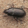 Common Sun Beetle - Amara aenea | Fotografijos autorius : Gintautas Steiblys | © Macronature.eu | Macro photography web site