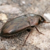 Common Sun Beetle - Amara aenea | Fotografijos autorius : Gintautas Steiblys | © Macronature.eu | Macro photography web site