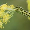 Common Swallowtail - Papilio machaon, caterpillar | Fotografijos autorius : Agnė Našlėnienė | © Macronature.eu | Macro photography web site