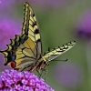 Common Swallowtail - Papilio machaon | Fotografijos autorius : Elmaras Duderis | © Macronature.eu | Macro photography web site
