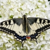 Common Swallowtail - Papilio machaon | Fotografijos autorius : Žydrūnas Daunoravičius | © Macronature.eu | Macro photography web site