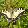 Common Swallowtail - Papilio machaon | Fotografijos autorius : Rasa Gražulevičiūtė | © Macronature.eu | Macro photography web site