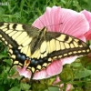 Common Swallowtail - Papilio machaon | Fotografijos autorius : Linas Mockus | © Macronature.eu | Macro photography web site